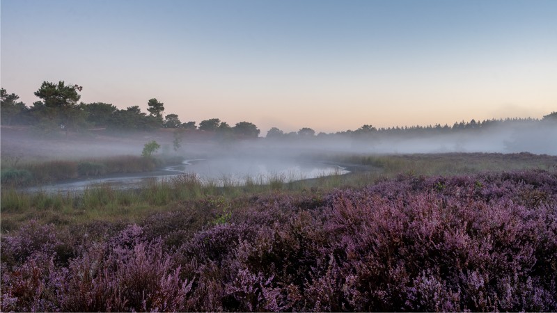 Ochtendnevel over de heide bij 't Quin