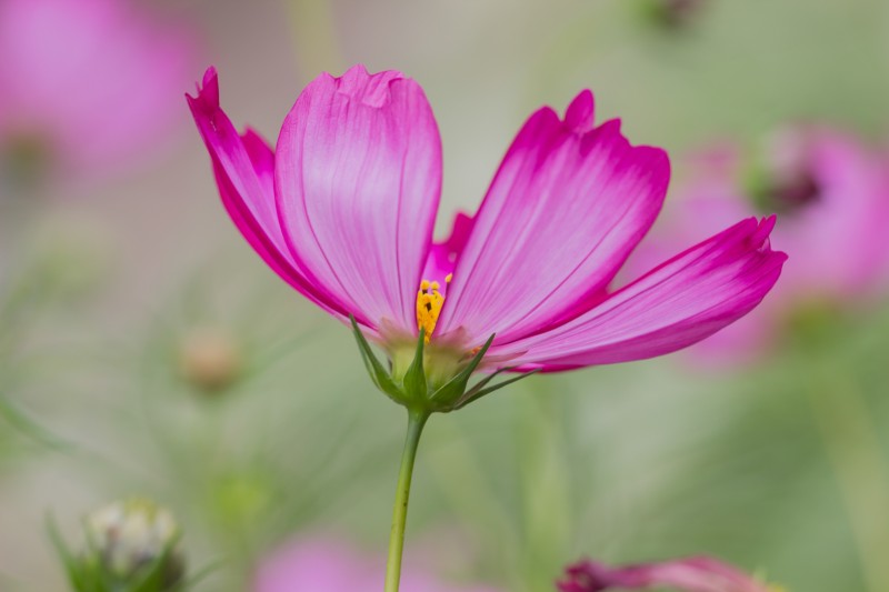 Macro Cosmea