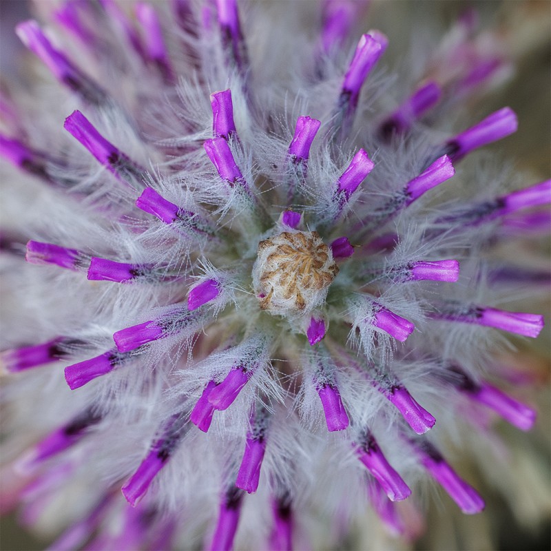 Pom Poms