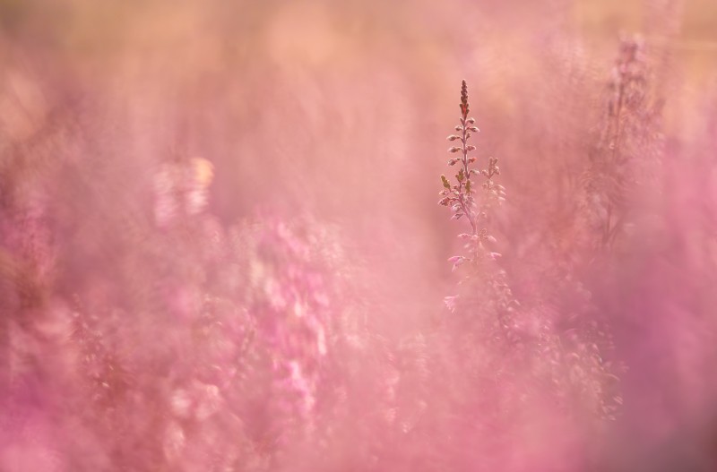 Zo roze als.....