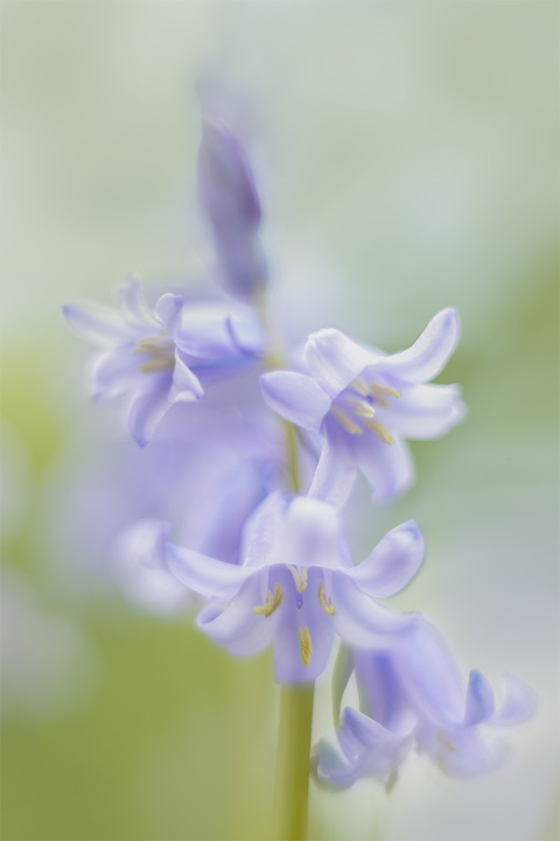 Sweet Lilac