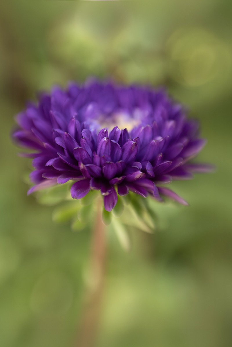 Mooi Aster