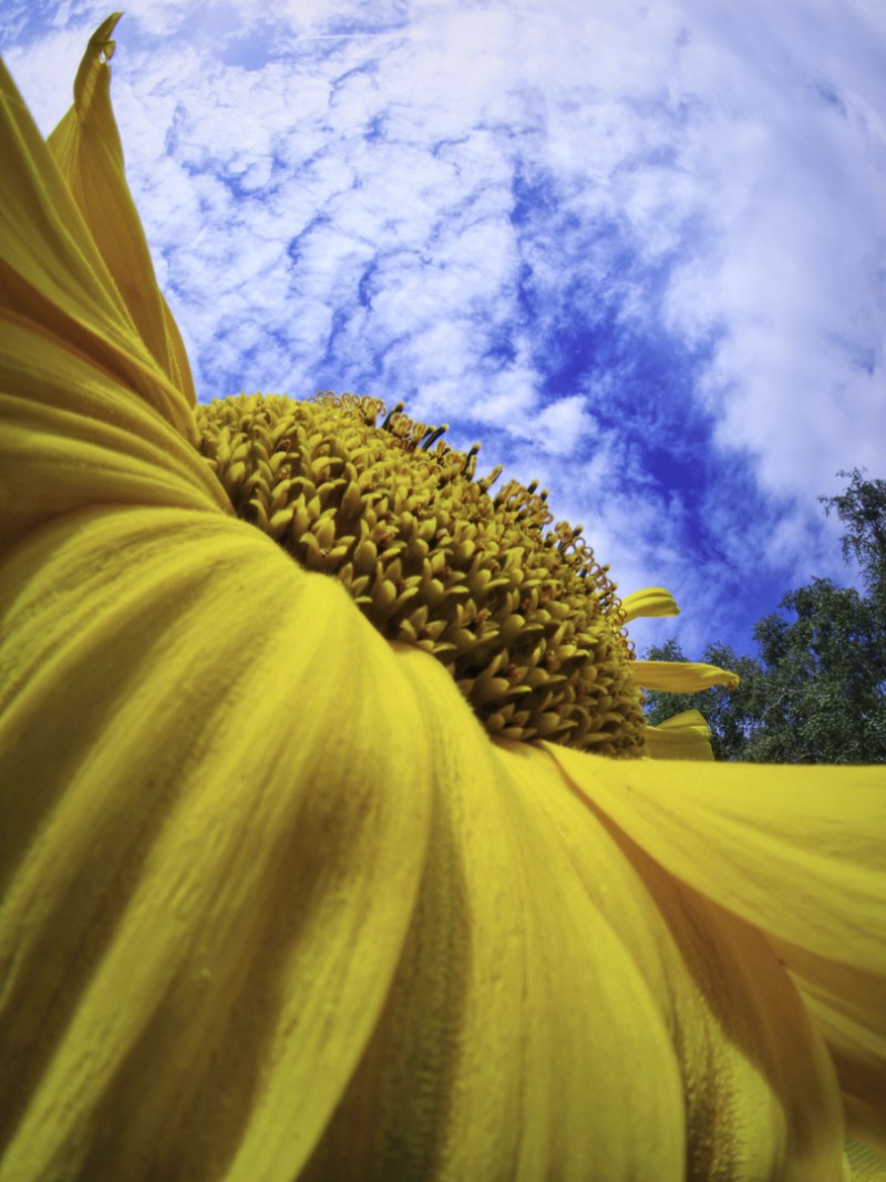 Helianthus Giganteus