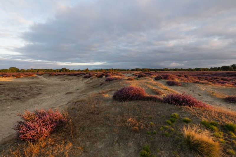 balloerveld