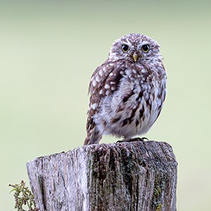 Profielfoto van Job Kuit