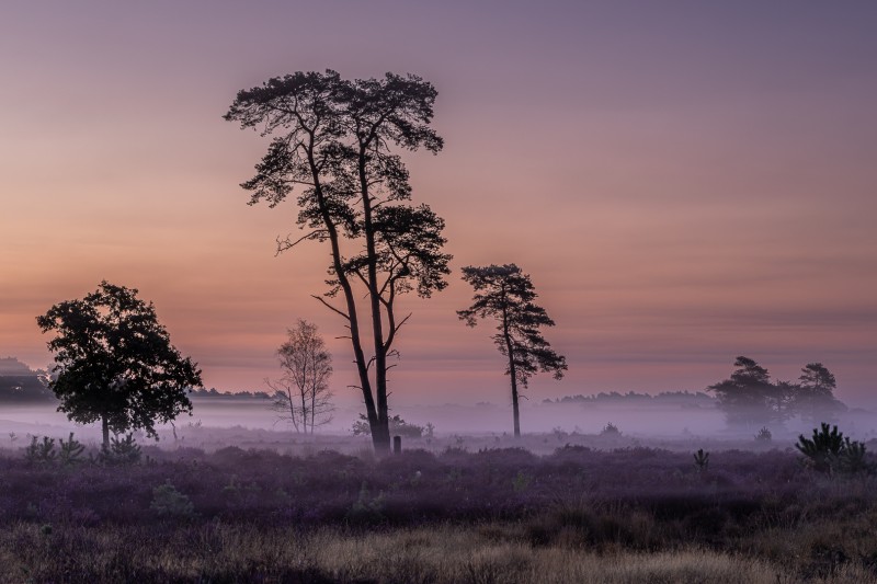 Nevelige ochtend op de Heide