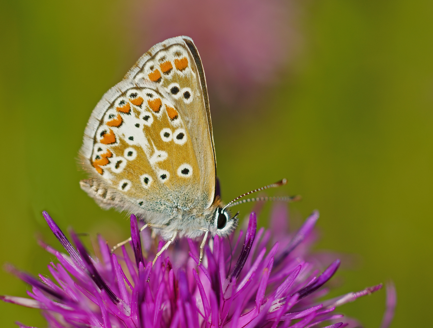 Bruin blauwtje