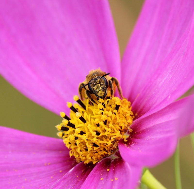 Kleine bij op paarse bloem