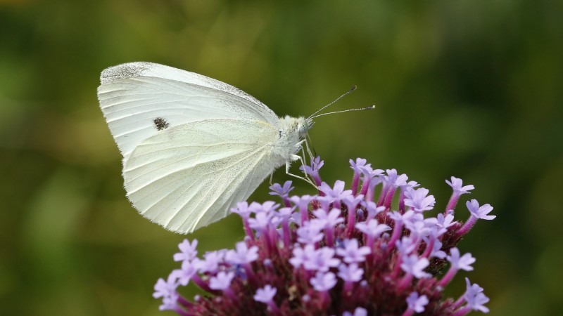 Witje op Verbena