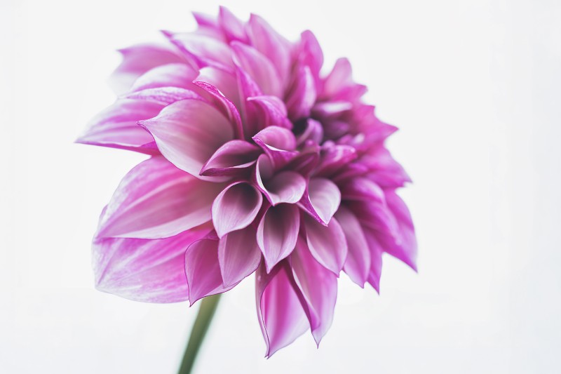 Dahlia Seduction