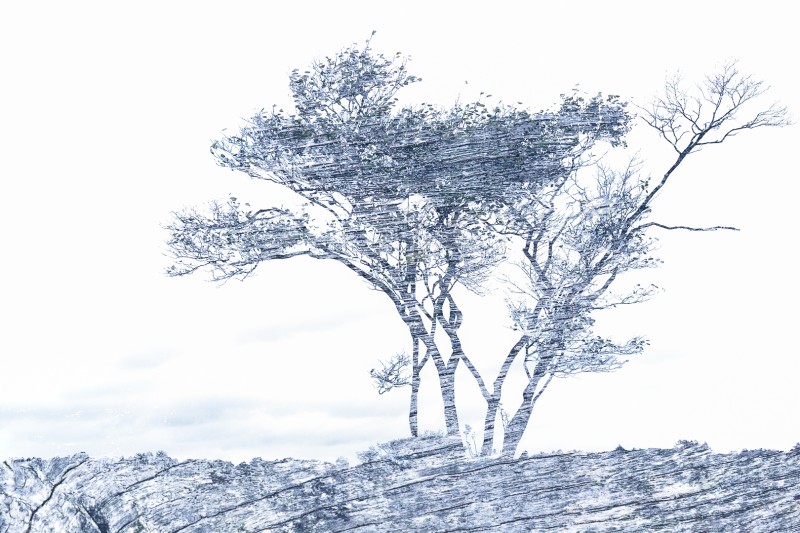 Juneberry blue
