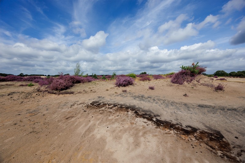 One fine day at the moor