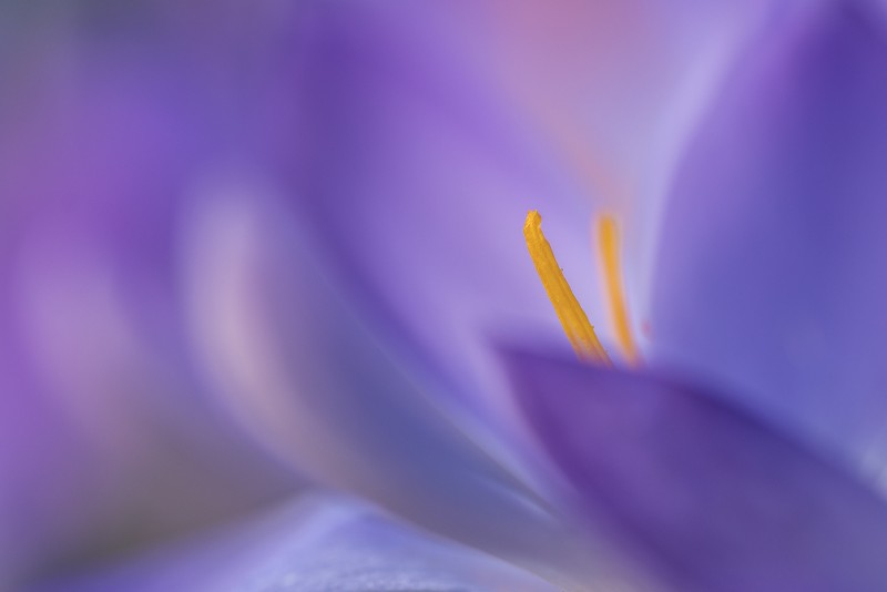 Paarse Krokus