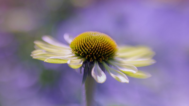 Paradiso Yellow