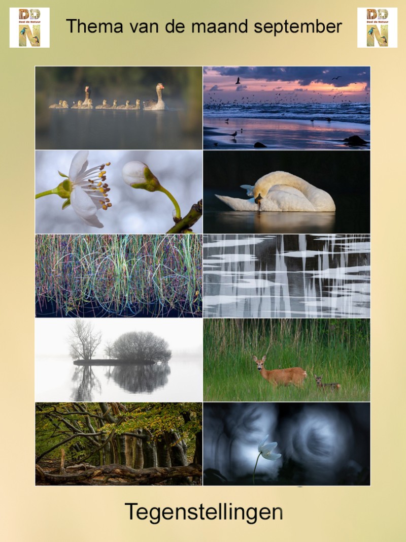 Thema van de maand september 'Tegenstellingen'