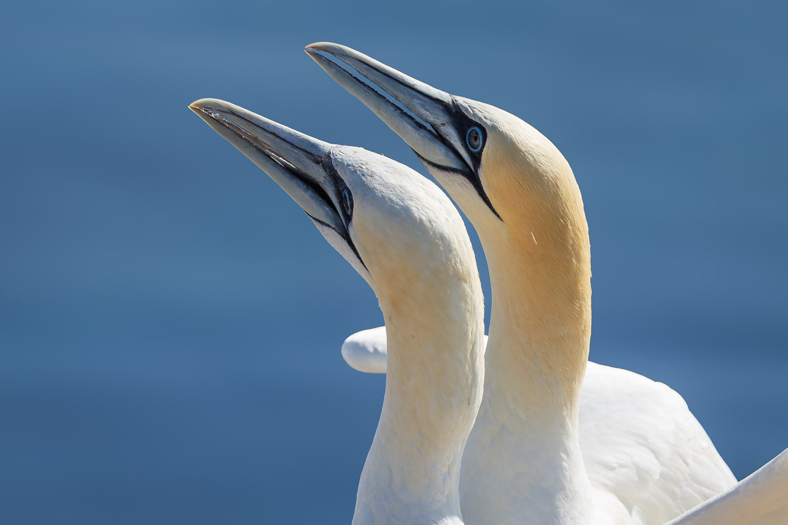 20260824_Helgoland-31_A
