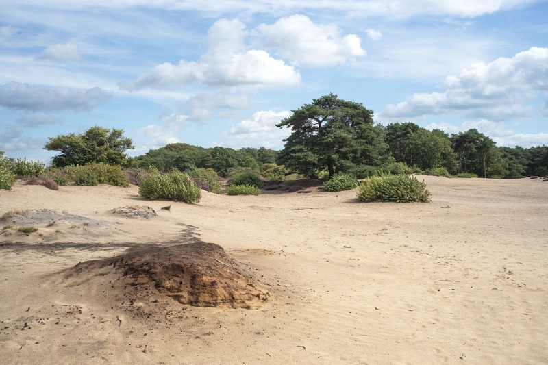 Zuiderheide