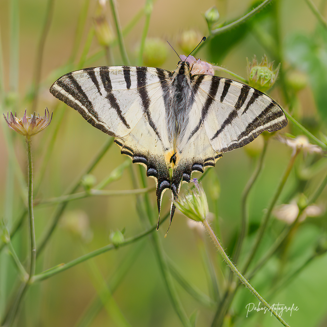 _ALF8864