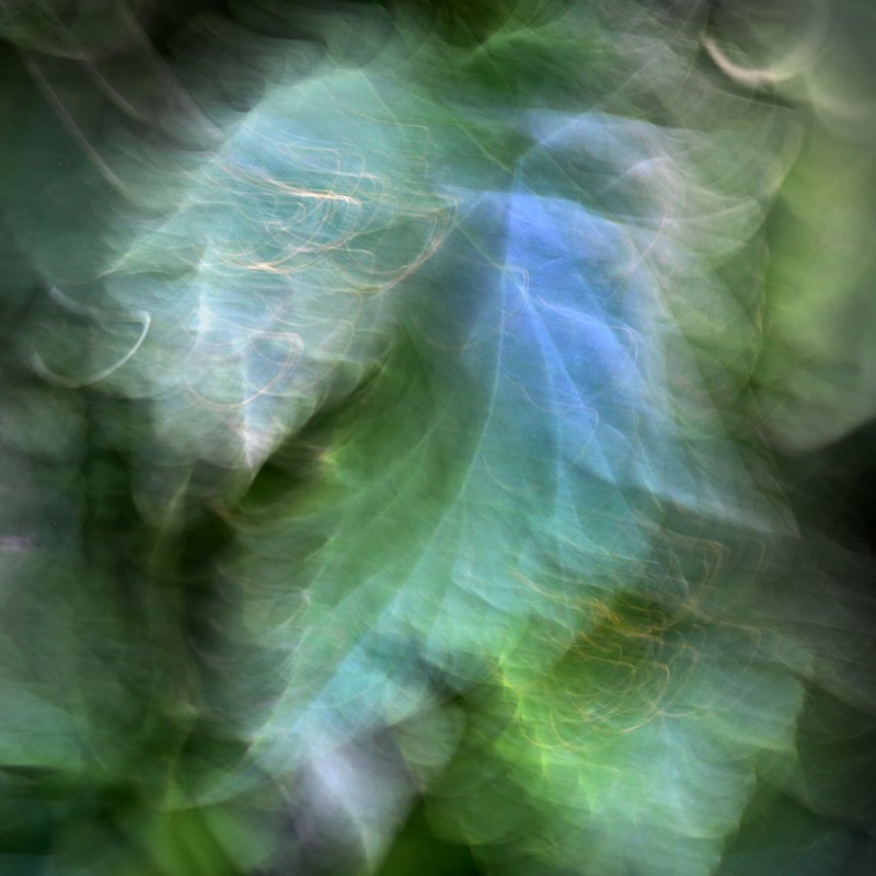 Hortensia