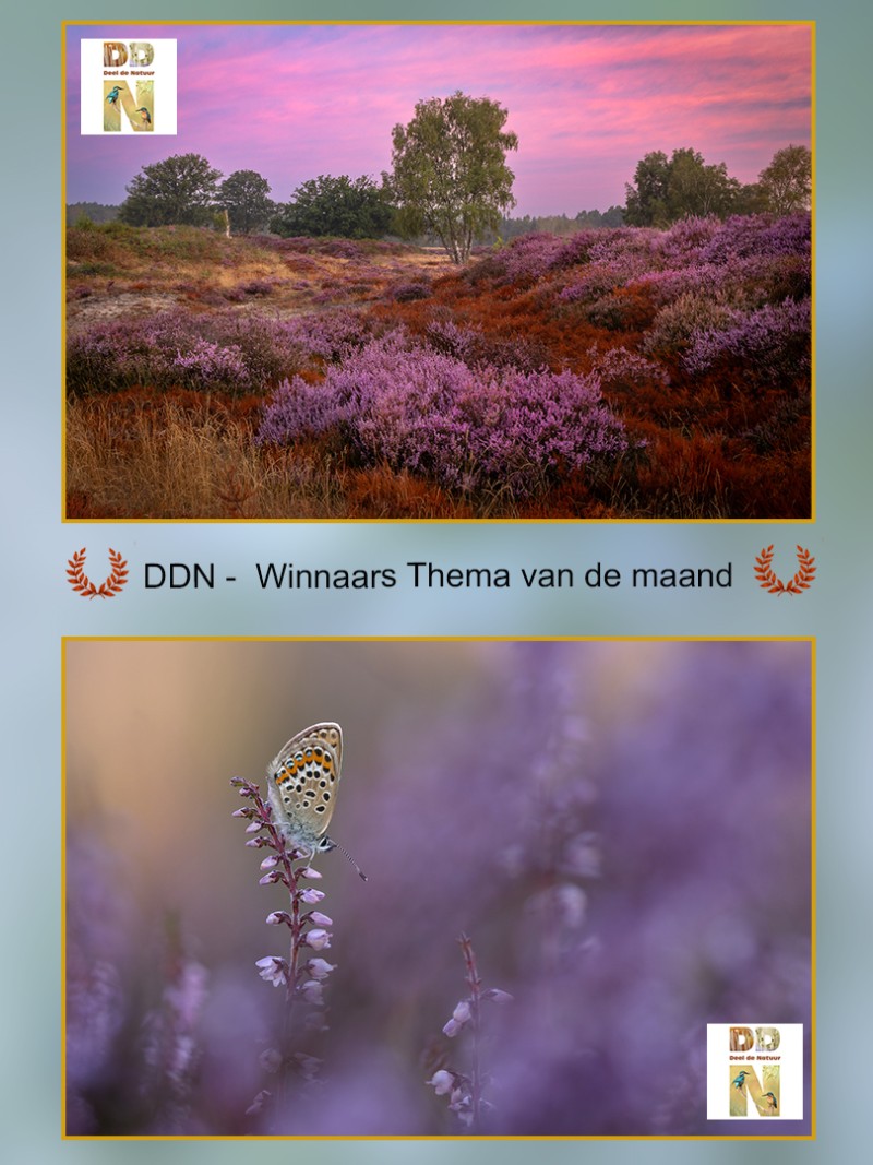 Winnaars maandthema augustus '50  tinten paars'