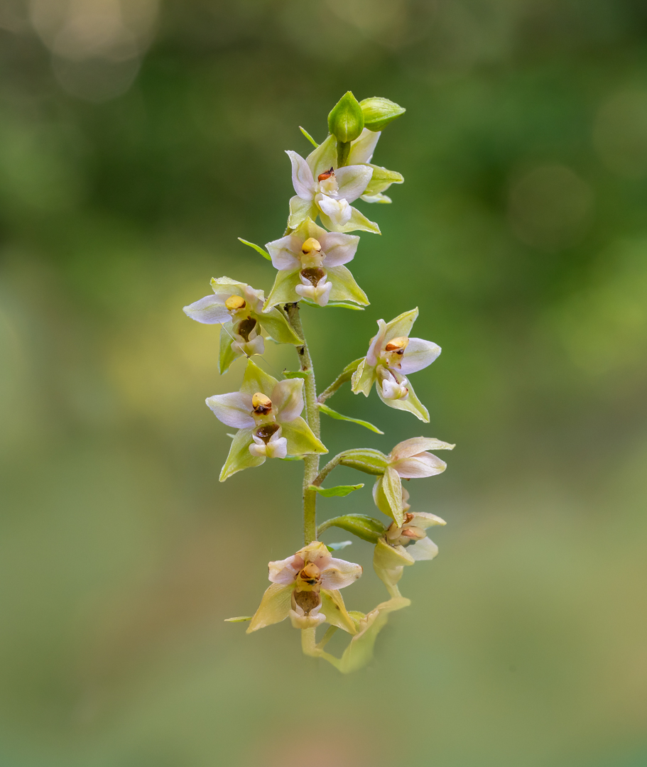 brede wespenorchis