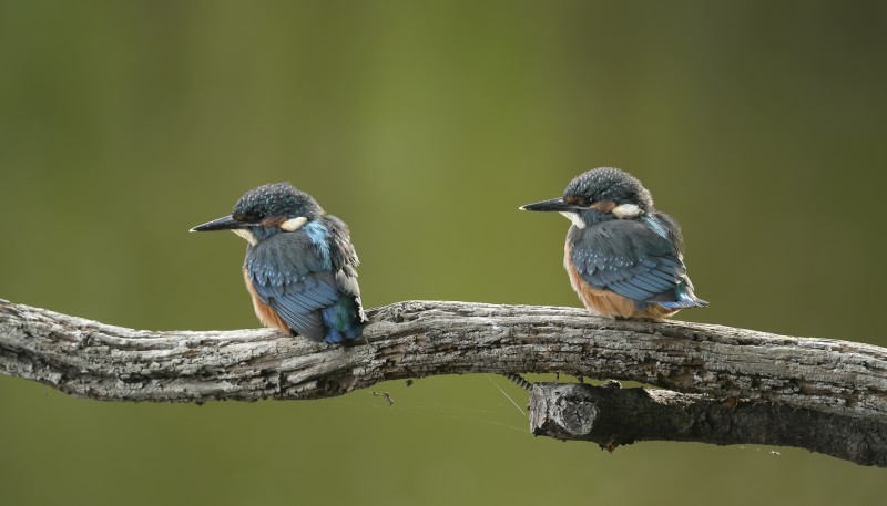 Jonge ijsvogels in dezelfde houding