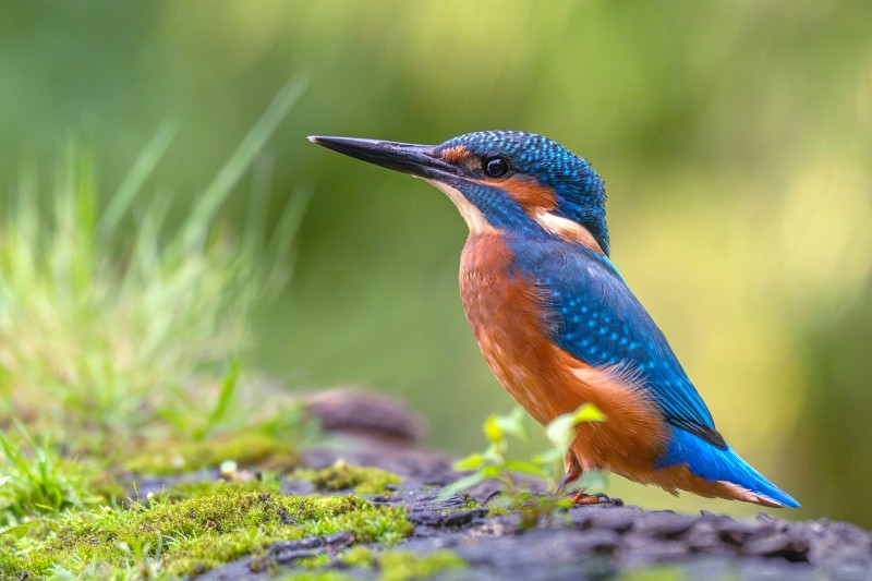 IJsvogel