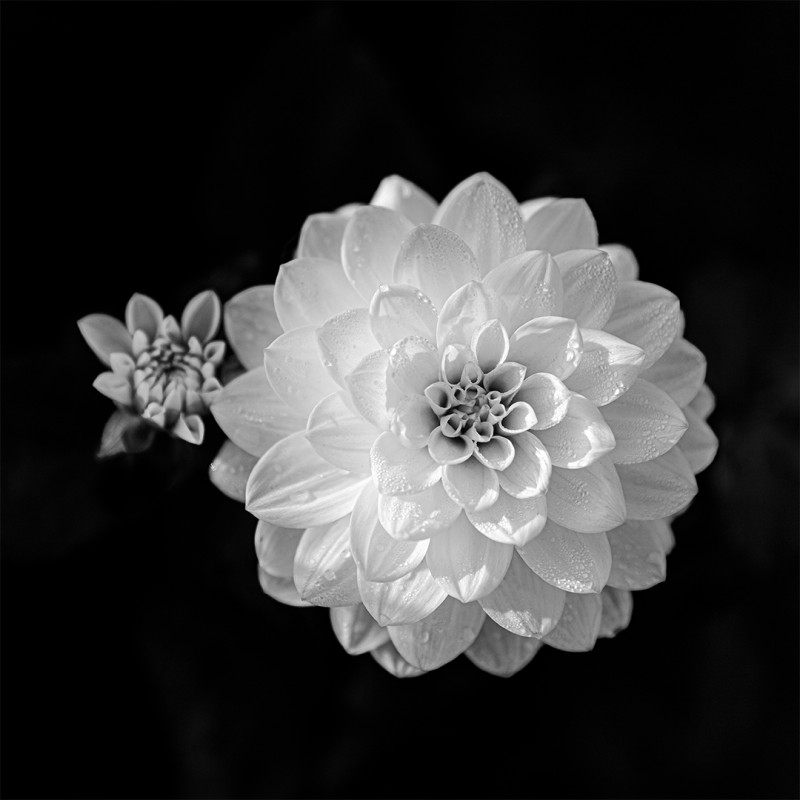 In Black and White