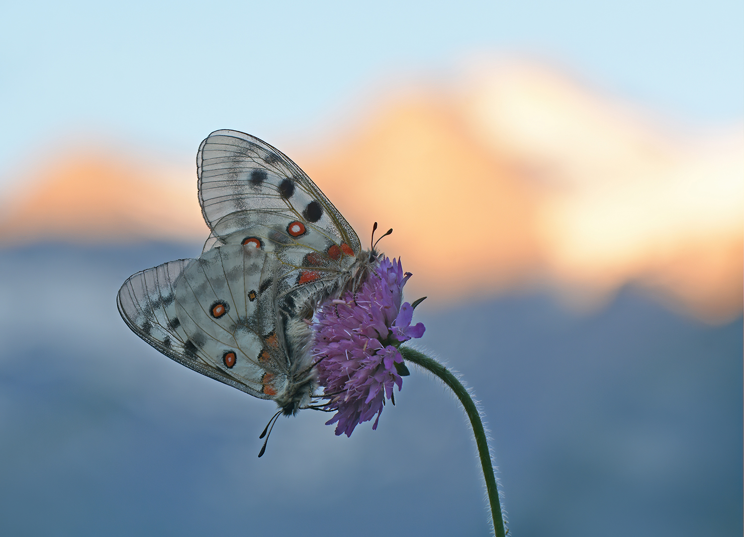 Apollovlinder-Parnassius apollo-Valnontey-Valle d'Aosta-IT-2026-ddn