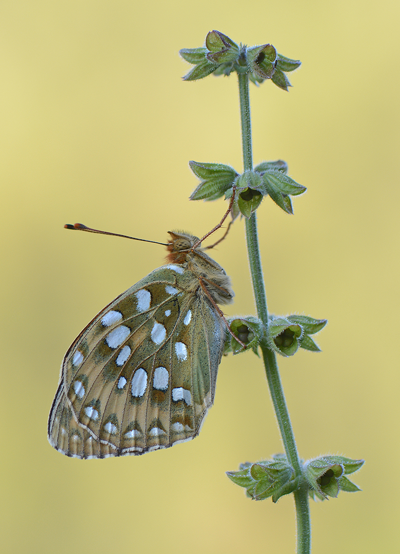 Grote parelmoervlinder-Argynnis aglaja-Lillaz-Valle d'Aosta-ddn