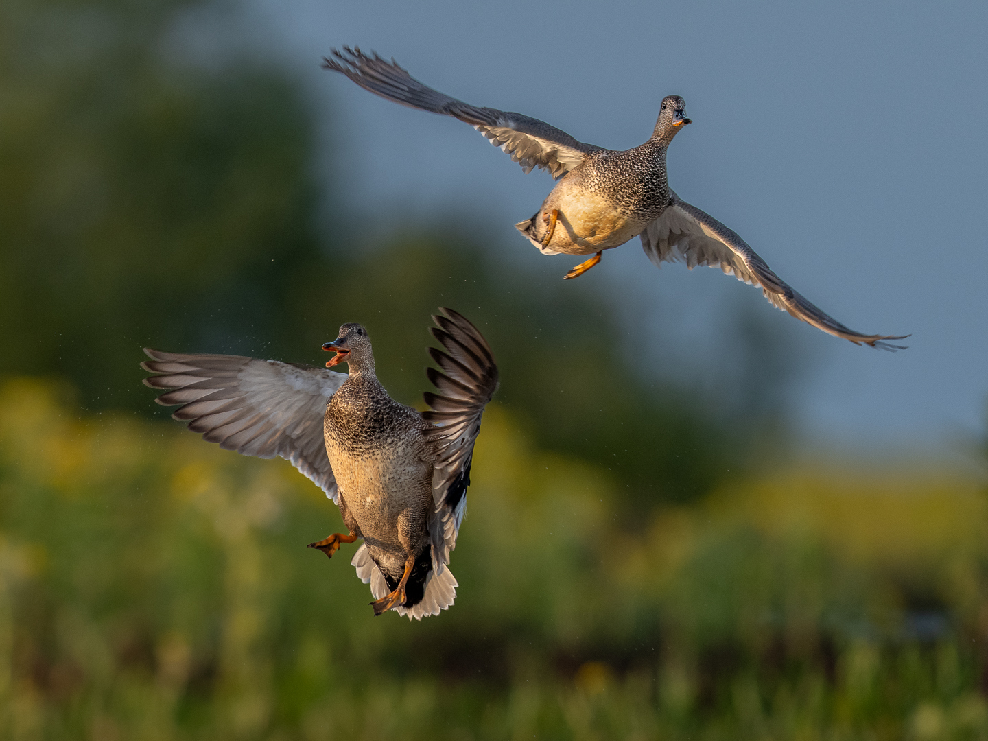 Krakeend - Deel de Natuur - Loes Belovics