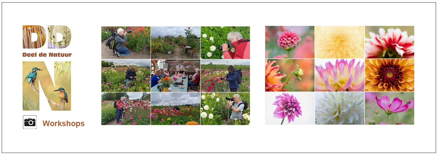 Verslag Workshop Dazzling Dahlias