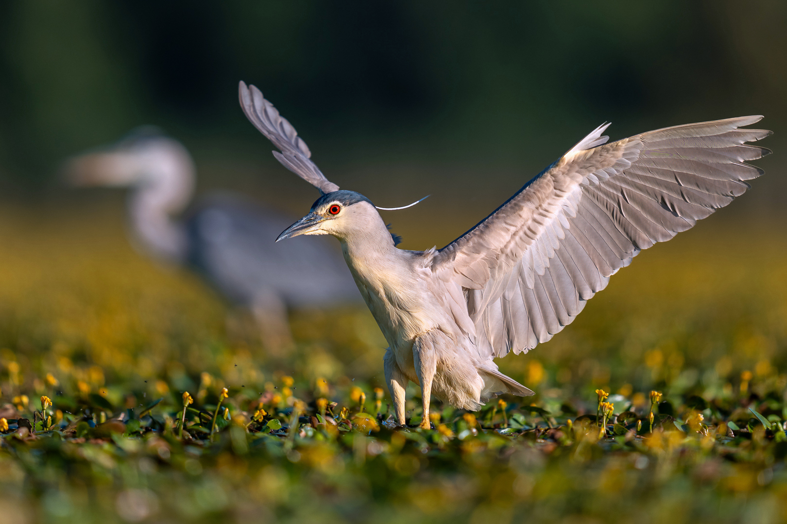 Kwak - Deel de Natur - Loes Belovics