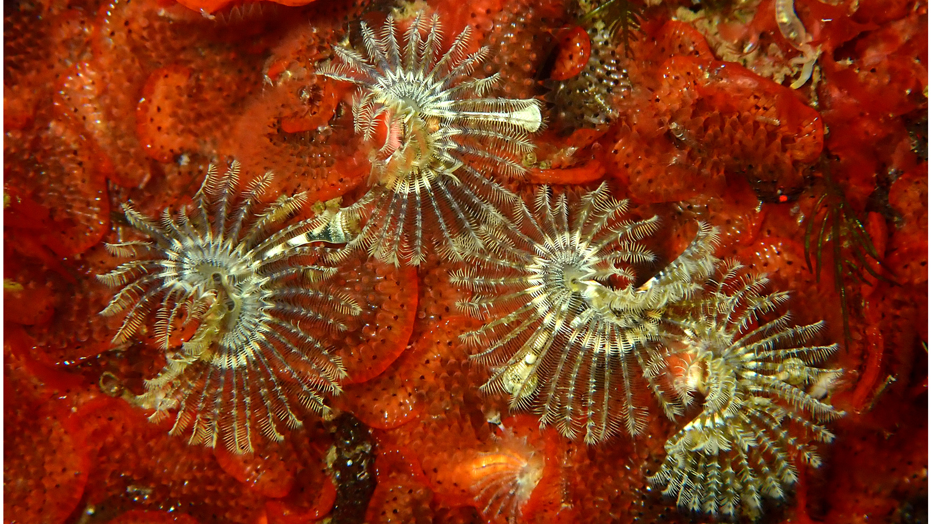 Kroontjesworm Hydroides ezoenis Bloedroodplooimosdiertje Watersipora subatra Ossehoek  P8140222C