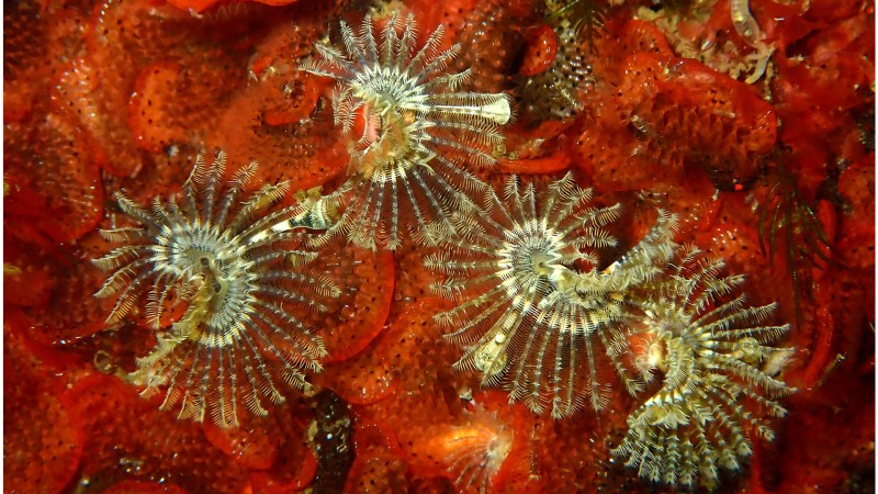 Kroontjesworm Hydroides ezoenis en Bloedroodplooimosdiertje Watersipora subatra
