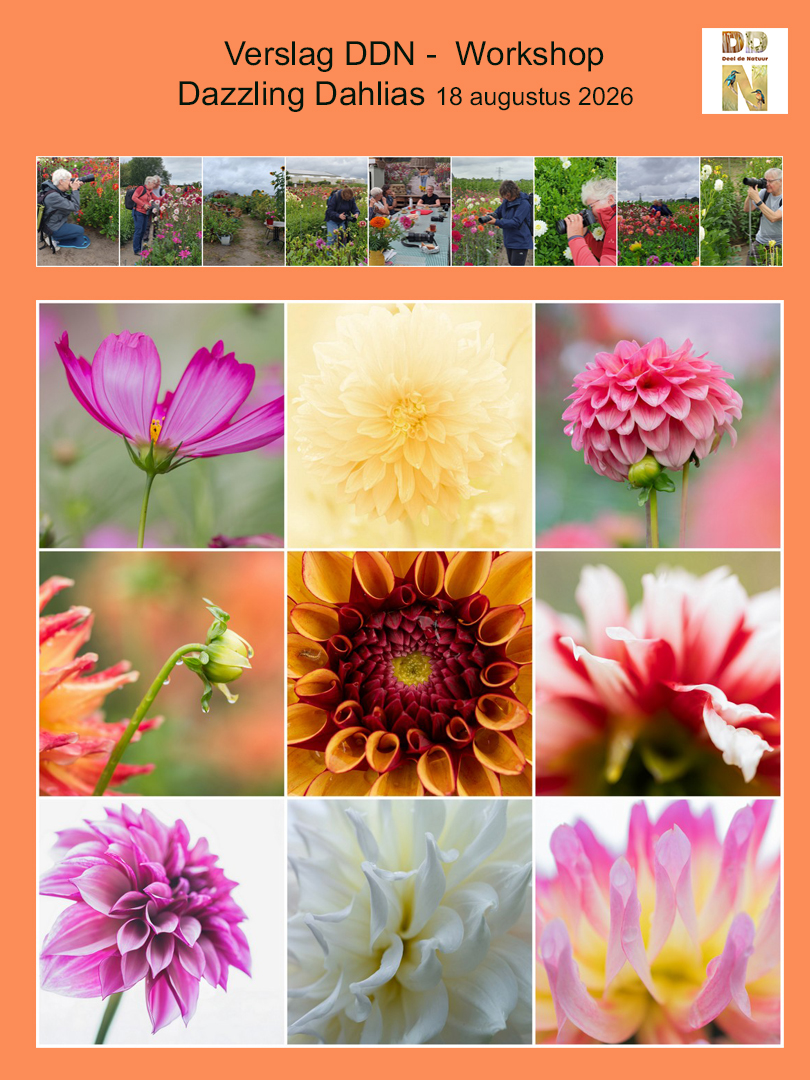 Spotlight verslag workshop Dazzling Dahlias 18-08-2026
