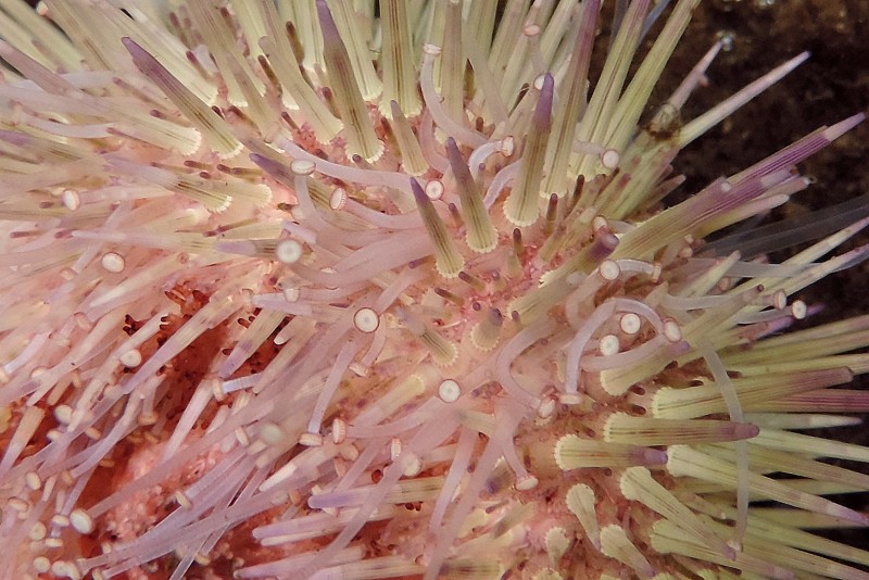 Gewone Zeeappel Psammechinus miliaris