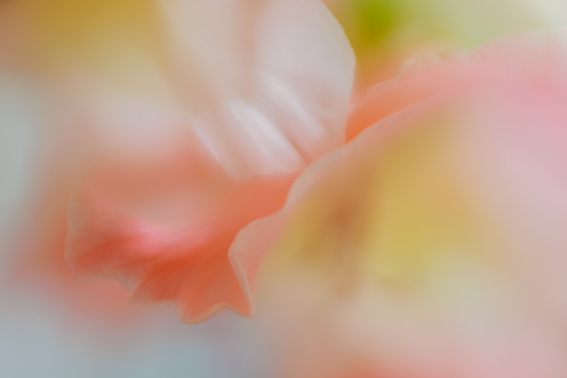 Soft and tender orange