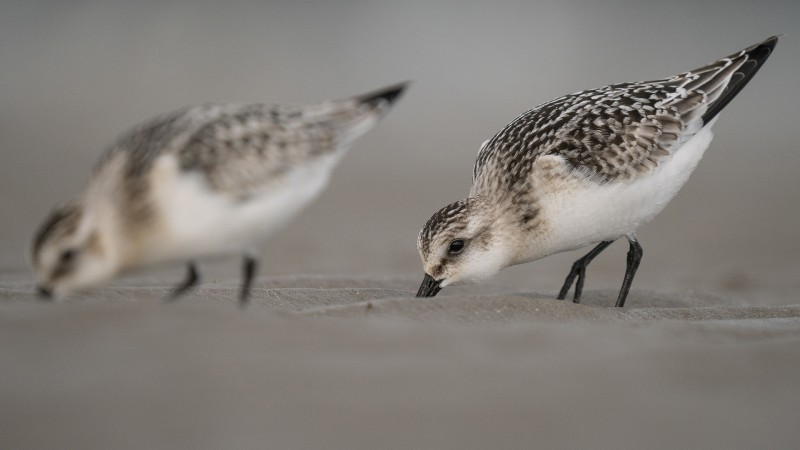Drieteenstrandlopers