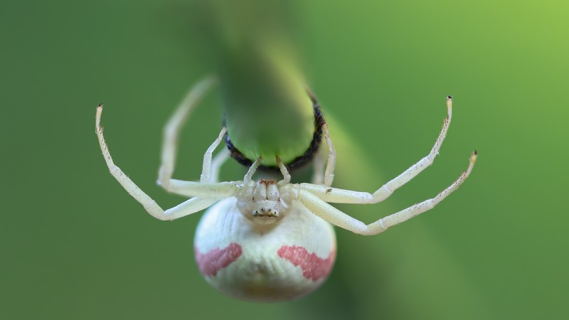 Zoek het springstaartje
