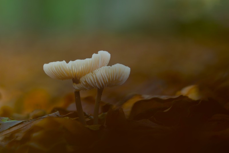 Donker in het bos..