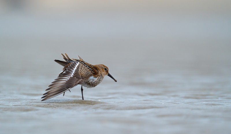 Bonte strandloper