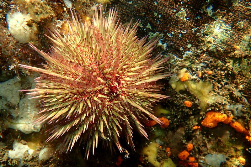 Gewone Zeeappel Psammechinus miliaris