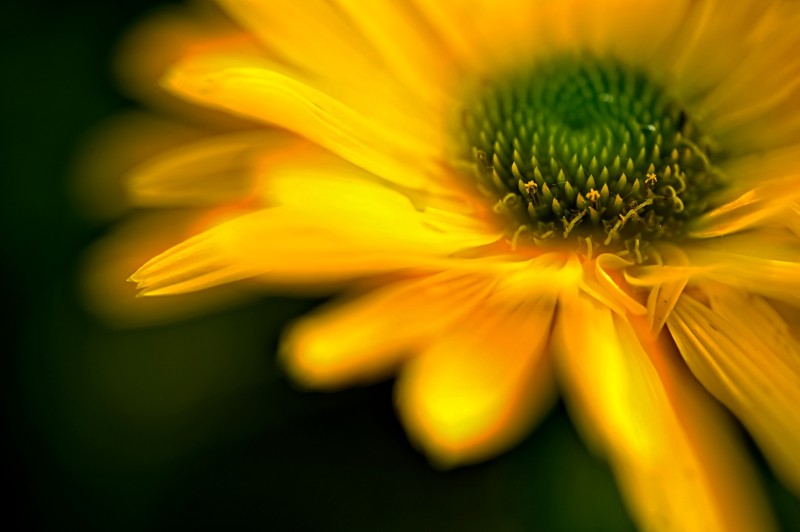 Zomer gloed