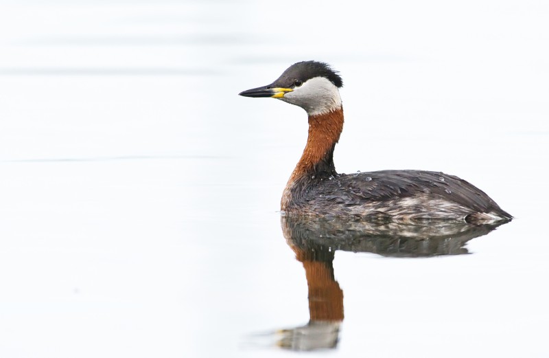 Fuut, maar dan anders