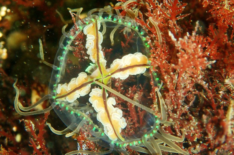 Japanse Kruiskwal, Gonionemus vertus
