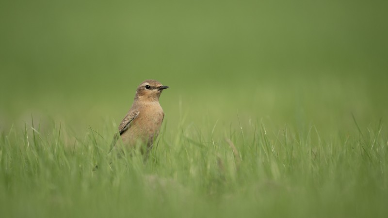 Tapuit speurt naar insecten