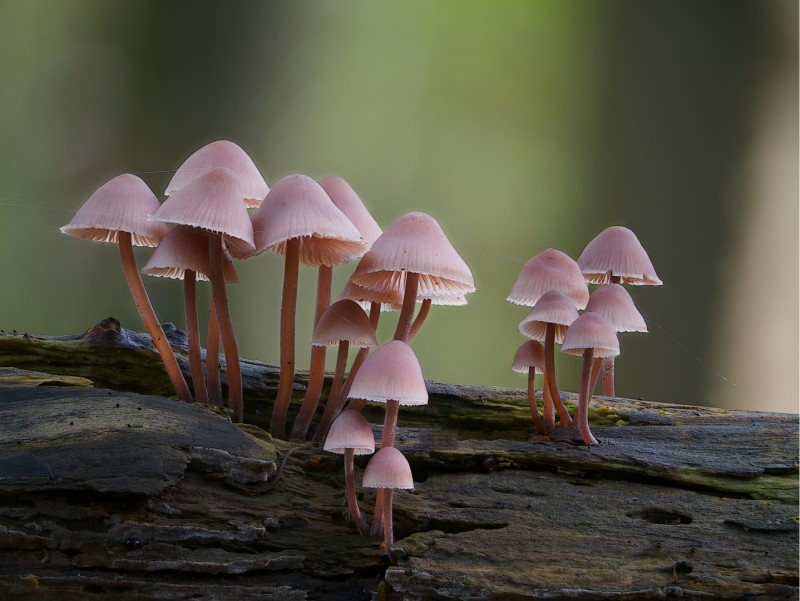Grote bloedsteelmycena