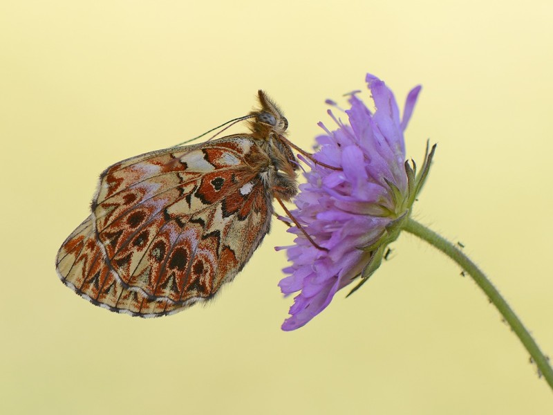 Titania's Parelmoervlinder