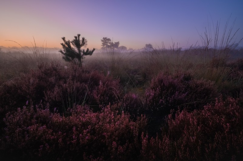 Purple heath I